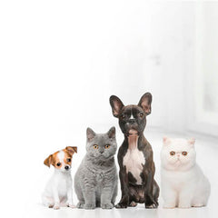 Collection image for: Pets